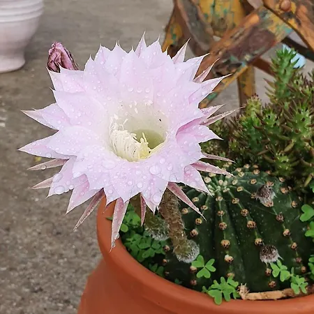 ゲストハウス Sarakiniko