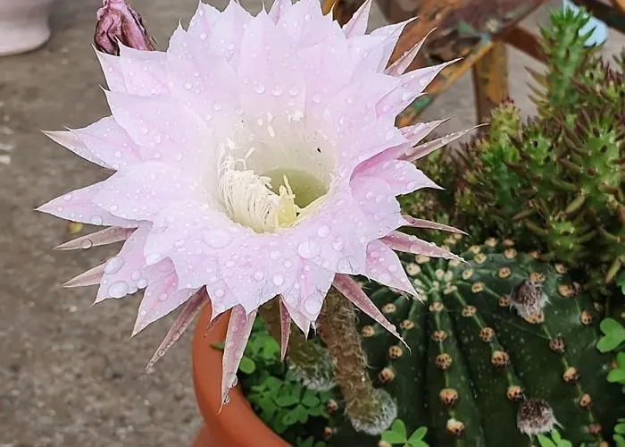 招待所 Sarakiniko